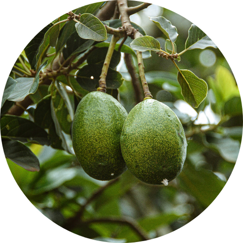 Ingredient: Avocado Seed Oil